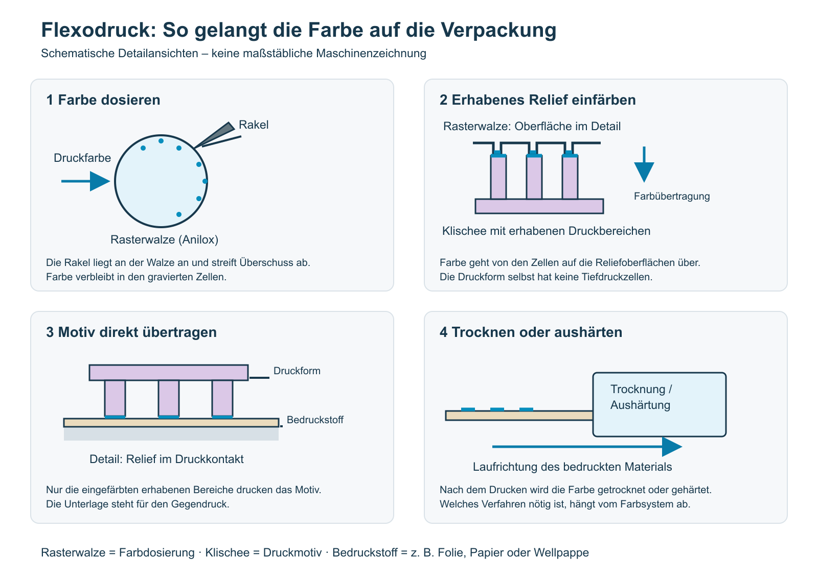 Vier schematische Flexodruckschritte: Rakel an der Rasterwalze, Farbübertragung auf erhabene Klischeebereiche, direkter Druckkontakt mit dem Bedruckstoff und anschließende Trocknung oder Aushärtung.